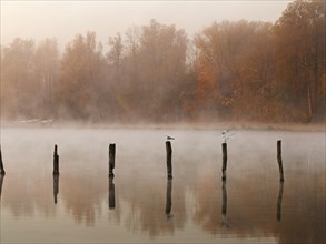 Piles in Kuhsee lake with fog