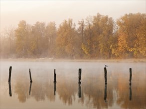 Piles in Kuhsee lake with fog