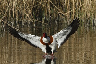 Common Shelduck (Tadorna tadorna)