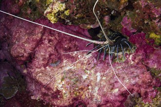Painted Spiny Lobster (Panulirus versicolor) in a cave with colourful coral