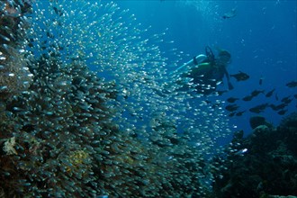 Scuba diver swimming behind a swarm of Glassfish (Parapriacanthus ransonneti)