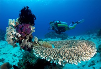 Scuba diver swimming in a coral reef behind plate coral and sponges