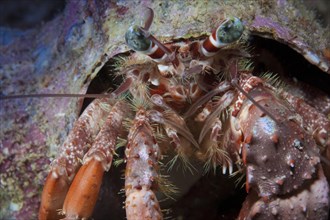 Anemone Hermit Crab (Dardanus pedunculatus)
