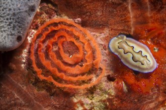 Colourful Sea Slug
