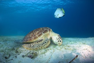 Green Sea Turtle (Chelonia mydas) eating seagrass
