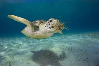 Green Sea Turtle (Chelonia mydas) eating seagrass