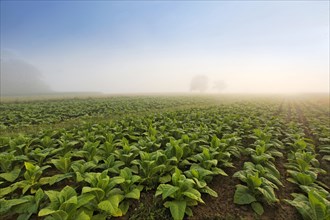 Tobacco field in the morning mist