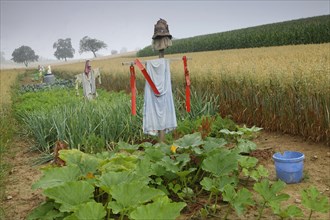 A vegetable field with scarecrows on Dinkelberg mountain
