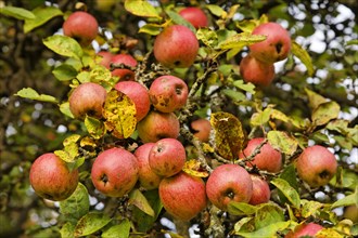 Apple tree on a meadow with scattered fruit trees in autumn