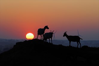 Dairy goats in silhouette on a hill against the evening sky