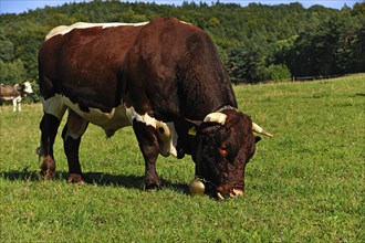 Grazing breeding bull in a pasture