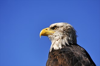 Eagle (Haliaeetus albicilla) against a blue sky