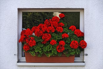 Blooming geraniums (Pelargonium graveolens) in a flower box in front of a small window