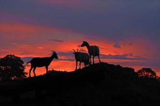 Dairy goats in silhouette on a hill against the evening sky