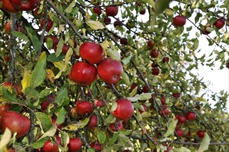 Branches full of ripe Apples (Malus domestica)