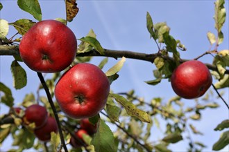 Branches of ripe Apples (Malus domestica)
