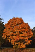 Norway maple (Acer platanoides) in golden yellow autumn colors