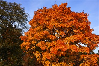 Norway maple (Acer platanoides) in golden yellow autumn colors