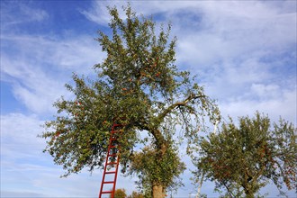 A ladder leaning against an apple tree with ripe apples