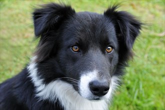 Young Border Collie