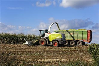 Corn forager filling a parallely drawn trailer with corn