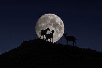 Dairy goats in silhouette on a hill in front of the full moon