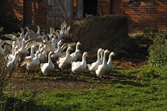Domestic geese leaving the barn in the morning