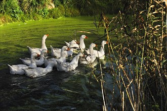 Domestic geese in a pond