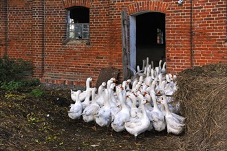 Domestic geese find their way back into the barn in the evening