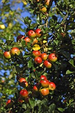 Ripe apples (Malus domestica) on an apple tree