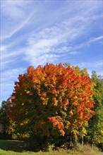 Norway Maple (Acer platanoides) in autumn colours