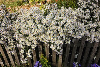 White Wood Asters (Aster divaricatus) growing over a fence