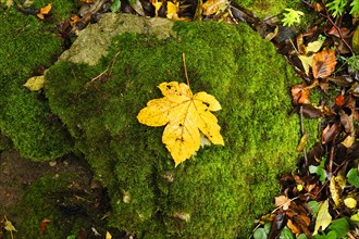 A yellow sycamore maple leaf lying on a moss-covered stone in autumn