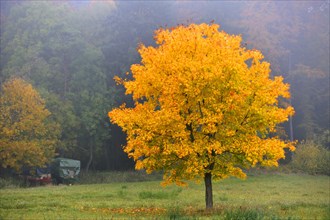 Colourful Norway maple (Acer platanoides) in the morning haze