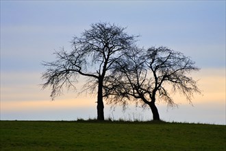 Two bare tree silhouettes against the evening sky