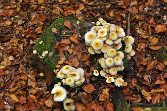 Clump of Sulphur Tuft or Clustered Woodlover (Hypholoma fasciculare) on a tree stump