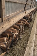 Goats feeding in a barn