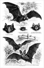 Wallchart of bats