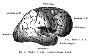Right cerebral hemisphere