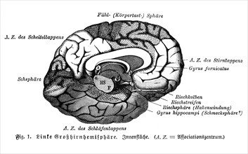 Left cerebral hemisphere