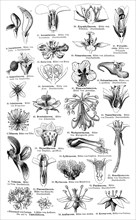 Display chart of Plant Systematics III