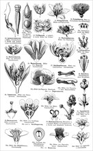 Display chart of Plant Systematics II
