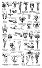 Display chart of Plant Systematics IV