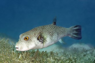 White-spotted Puffer (Arothron hispidus) on seagrass