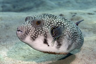 White-spotted Puffer (Arothron hispidus) on the sandy sea bottom