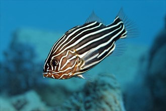 Six-lined Soapfish or Solden-striped Grouper