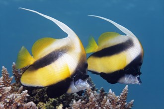 Two Red Sea Bannerfish (Heniochus intermedius)