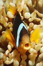 Two-banded Anemonefish or Red Sea Clownfish (Amphiprion bicinctus) with an open mouth in front of an Anemone