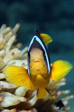 Two-banded Anemonefish or Red Sea Clownfish (Amphiprion bicinctus) in front of an Anemone