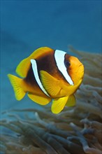 Two-banded Anemonefish or Red Sea Clownfish (Amphiprion bicinctus) in front of an Anemone